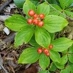 Cornus canadensis Froito