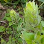 Blechum pyramidatum Leaf