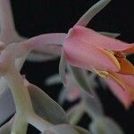 Echeveria gibbiflora फूल