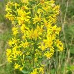 Solidago virgaureaFleur