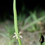 Ranunculus minimus Plante entière