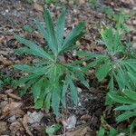 Helleborus multifidus Blatt