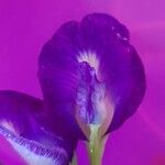 Clitoria ternatea Blomma