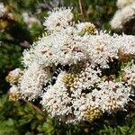 Grevillea crithmifoliaVirág