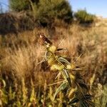 Xanthium spinosum Gyümölcs