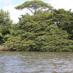 Osodendron altissimum Habit