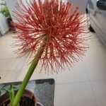 Scadoxus multiflorus ᱵᱟᱦᱟ