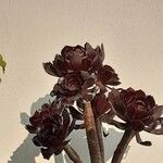 Aeonium arboreumΦύλλο