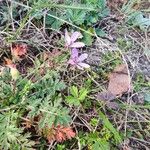 Erodium cicutariumKwiat