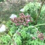 Verbena brasiliensisFlower