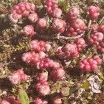 Sedum andegavense 葉