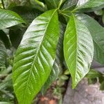 Gardenia jasminoides Leaf