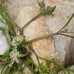 Anisosciadium orientale Ekosanga