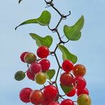Smilax aspera Mbuma