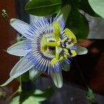 Passiflora caerulea ᱵᱟᱦᱟ
