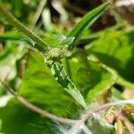 Tolpis staticifolia Blad