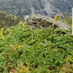 Potentilla nivalis Leaf