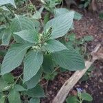 Eranthemum pulchellum Leaf