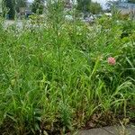 Erigeron canadensis অভ্যাস