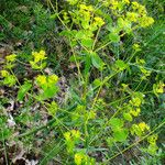 Euphorbia esula Habit