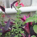 Salvia × jamensis Çiçek
