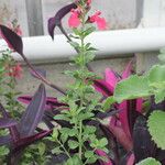 Salvia × jamensis Цветок