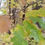 Quercus conferta その他の提案