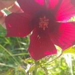 Hibiscus acetosella പുഷ്പം