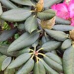 Rhododendron argyrophyllum List
