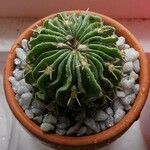 Stenocactus multicostatus Hoja