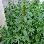 Amaranthus graecizans Hábito