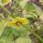 Physalis philadelphica Flower