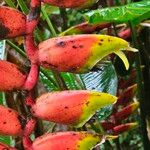 Heliconia rostrataFruit