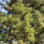 Sequoia sempervirens Habitat