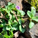 Stemodia verticillata Celota