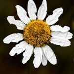 Tanacetum corymbosum Flower