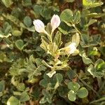 Ononis biflora Λουλούδι