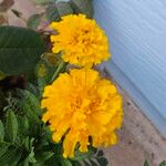 Tagetes erectaപുഷ്പം