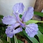 Iris tectorum Květ