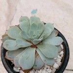 Echeveria elegansLiść