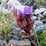 Gentianella campestris Характер