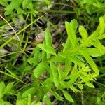 Comandra umbellata Leaf