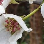 Pyrus calleryana Blüte