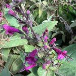 Lepechinia hastata Flor