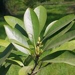 Lithocarpus edulis Leaf