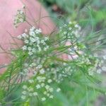 Cyclospermum leptophyllum Blüte