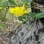 Acacia terminalis Flower