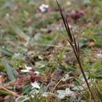 Ptilagrostis yadongensis Habit