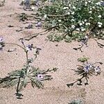 Gilia tenuiflora Habitat