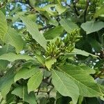 Syringa emodi Leaf